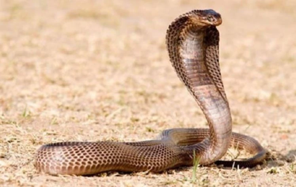 Nằm mơ thấy rắn cắn vào vị trí gót chân.