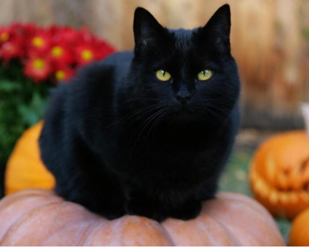 Giải mã mơ thấy mèo đen đánh số mấy để có lãi to?