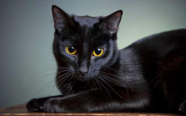 Mơ thấy mèo đen và những trường hợp riêng biệt khác